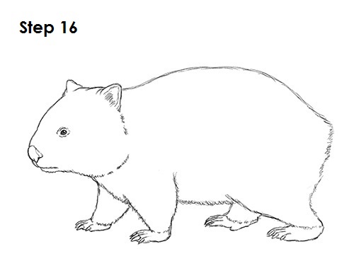Wombat Drawing Creative Style