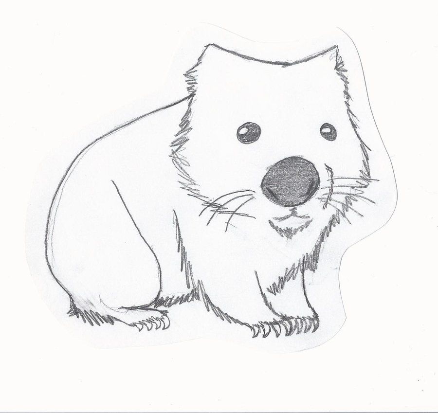Wombat Drawing Detailed Sketch