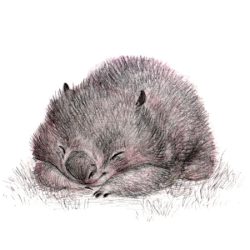 Wombat Drawing Hand drawn Sketch