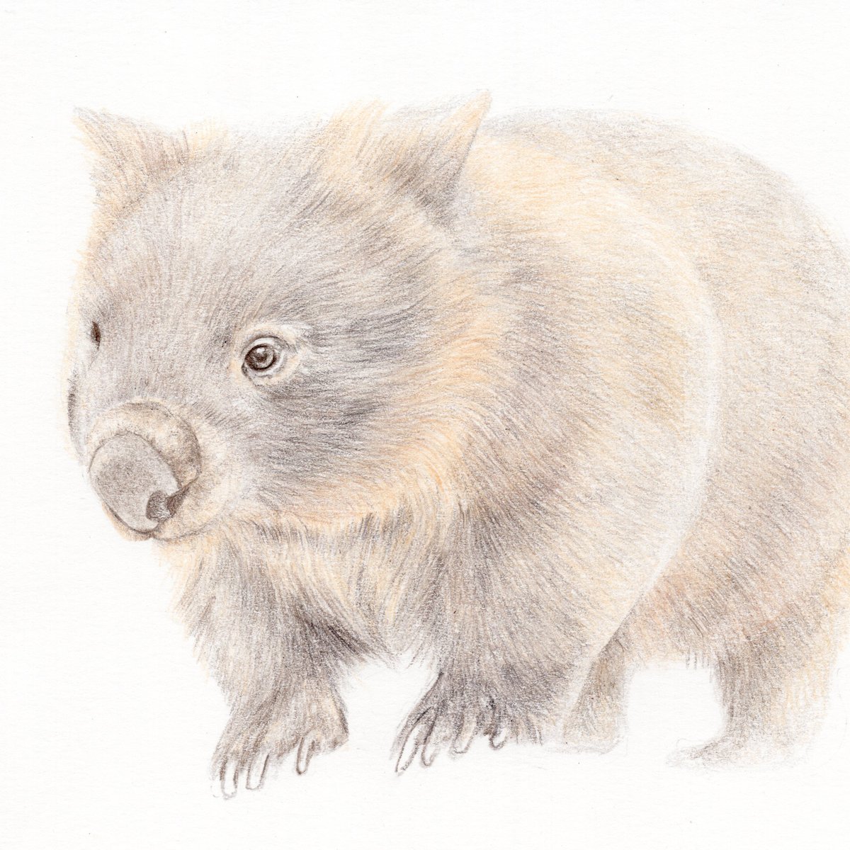 Wombat Drawing Hand drawn