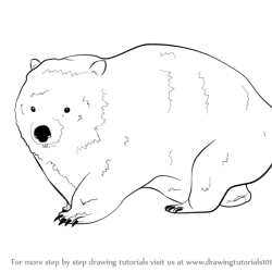 Wombat Drawing Image