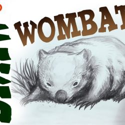 Wombat Drawing Photo