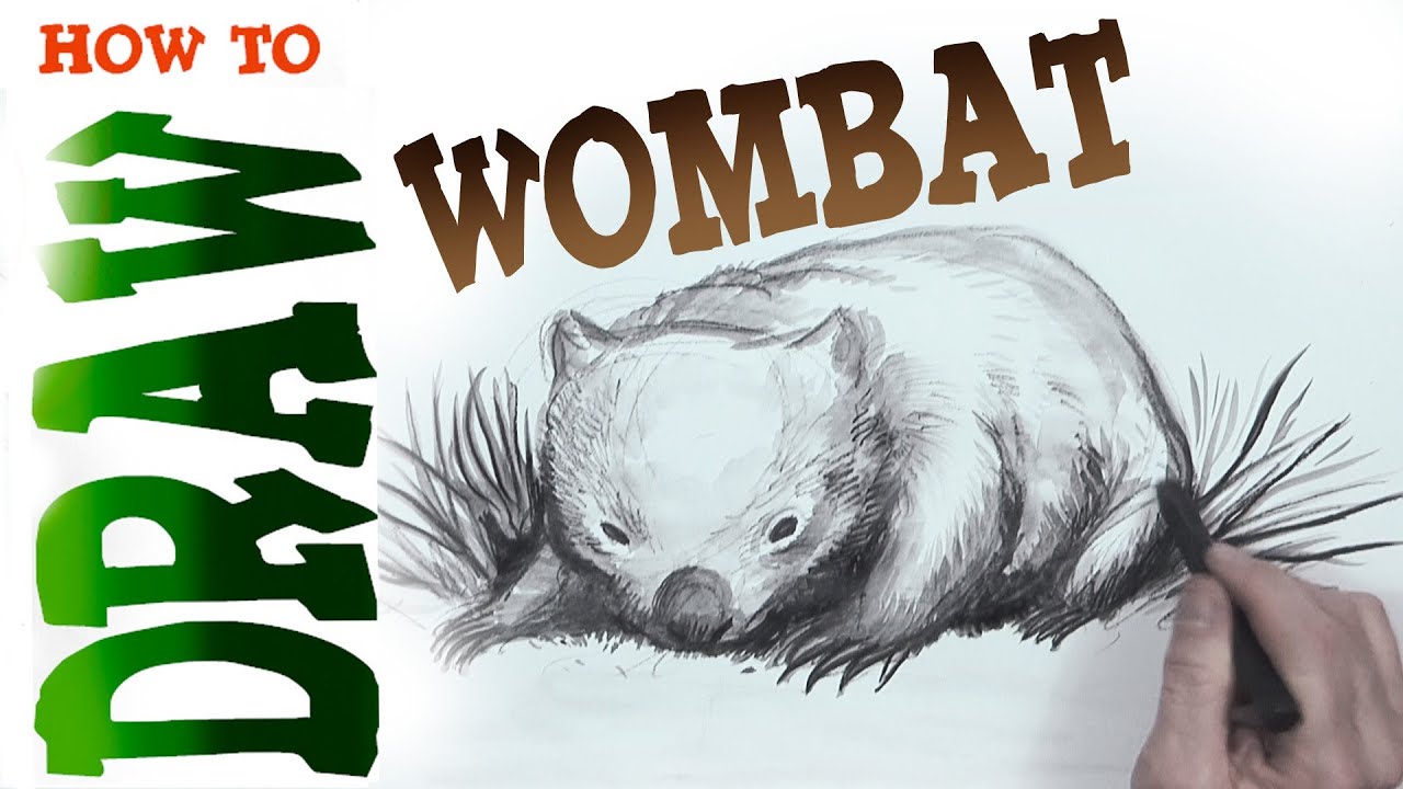 Wombat Drawing Photo