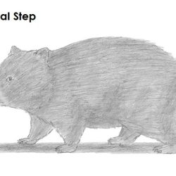 Wombat Drawing Realistic Sketch