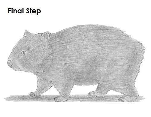Wombat Drawing Realistic Sketch