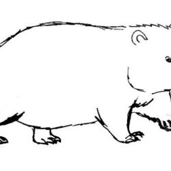 Wombat Drawing Sketch