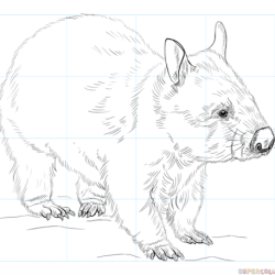 Wombat Drawing Stunning Sketch