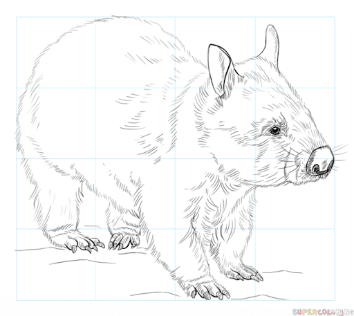 Wombat Drawing Stunning Sketch
