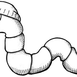 Worm Drawing Modern Sketch