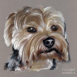 Yorkshire Terrier Drawing