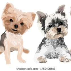 Yorkshire Terrier Drawing Art