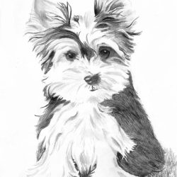 Yorkshire Terrier Drawing Artistic Sketching