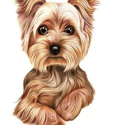Yorkshire Terrier Drawing Realistic Sketch