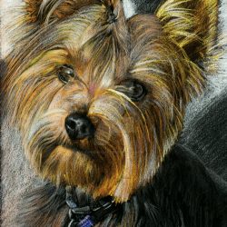 Yorkshire Terrier Drawing Stunning Sketch